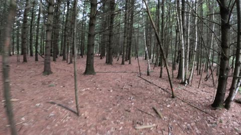 🐊 Stony Swamp Sector Bruce Pit Trails Part 1 In Ottawa ☘️ Canada 🍁