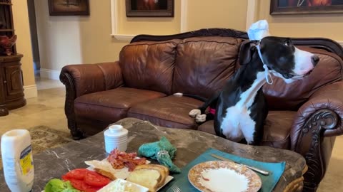 Hungry Great Danes love chicken BLT sandwich night