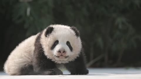 The giant panda Olaf Olaf walked with her own wind when she was a child