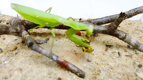 Deadly PRAYING MANTIS vs HORNET and WASP BRUTAL FIGHT - Insect Stories-17