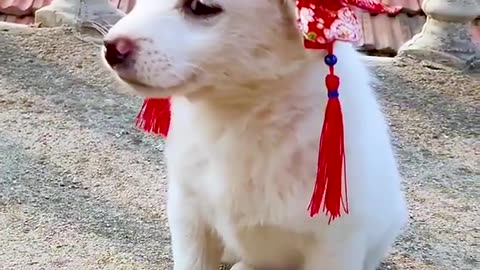 A cute little white dog # # # of pet dog of a pet