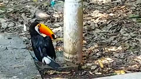 toucan taking a bath