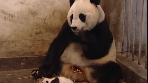 Baby panda sneezes, scares mom!