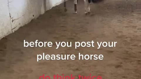 before you post your pleasure horse