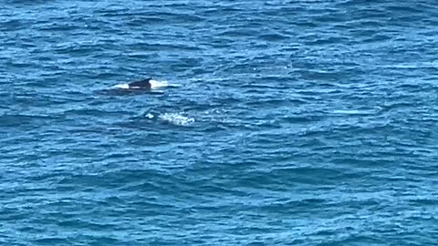 2024-06-26 Whale watching Cape Byron Lighthouse, NSW, Aus (2)