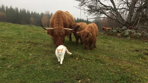 Scottish Highland Cattle In Finland: Cat is interesting and scary