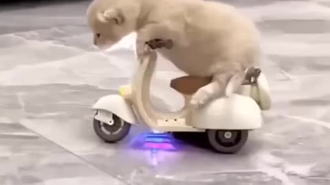 Funny Animal vid🤣🤣