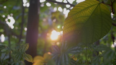 Green leaves in sunlight