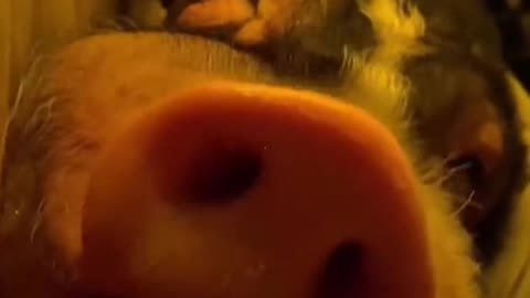 How to wake up a sleeping pig correctly