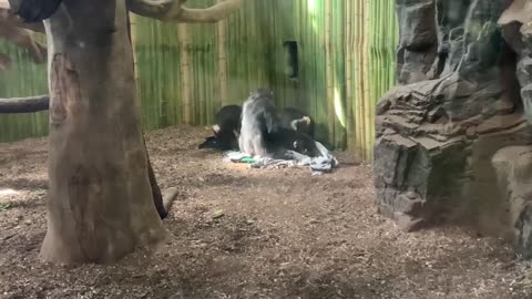 Chimpanzees - They’re just like us