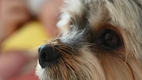 Beautiful dog with long hair 🥰