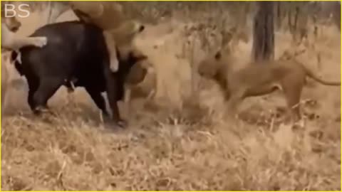 The Greatest Fights In The Animal Kingdom | Lion VS Buffalo