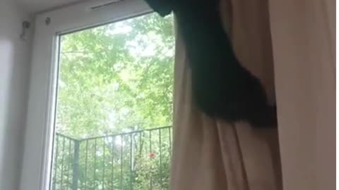 "Hilarious Cat vs Curtain: The Epic Battle!"