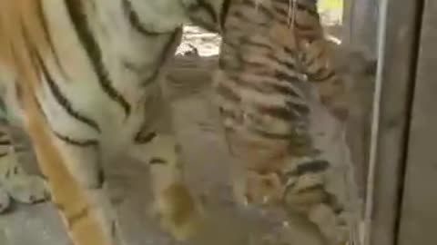 Mama Siberian tiger showing off her four cubs