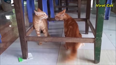 Cats Fighting and Meowing