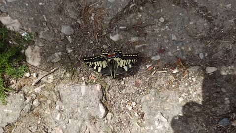 "Butterfly Tigers"🦋🐯 Amazing: looks like a painting! Do not miss it!