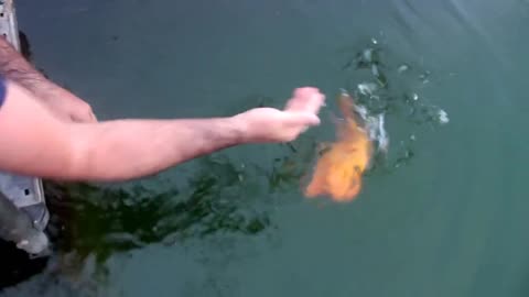 Lovely Fish likes petting