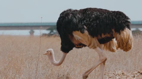 Flightless bird Ostrich