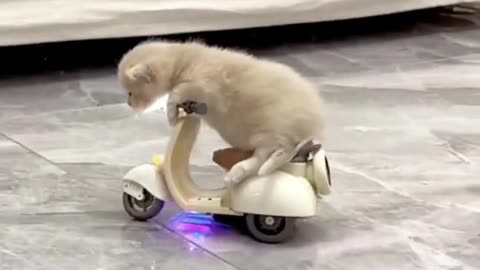 "You Won't BELIEVE What This Cat Does! 🛵💕