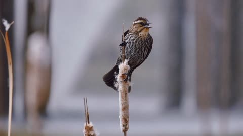 sparrow bird