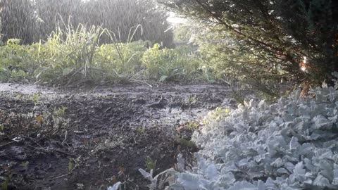 Watering the garden