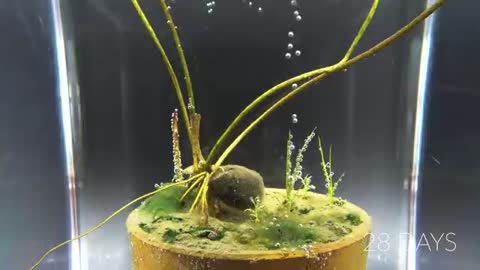 Growing Pink Lotus Seed Underwater Time Lapse