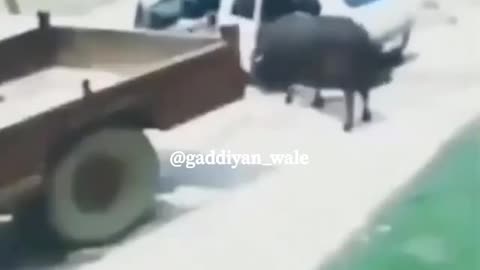 Funny video 😂 cow