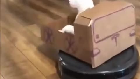 cat that is good at driving