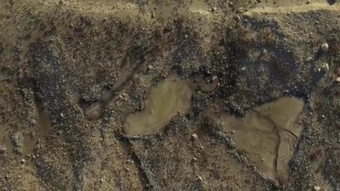 Bull Elephants fight to Decide king of the beach