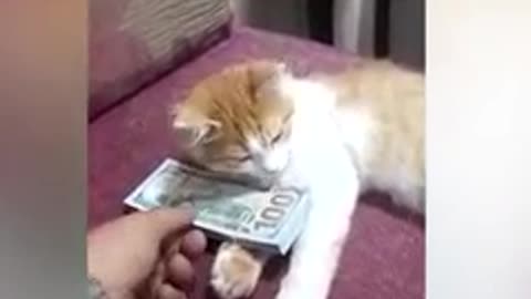 This cat love money so much