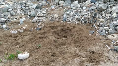 A Dog play on the Sand