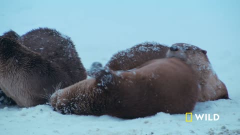 The otters and coyotes of Snake River | Grand Teton | America's National Parks