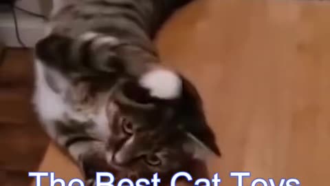 cute and funny cat