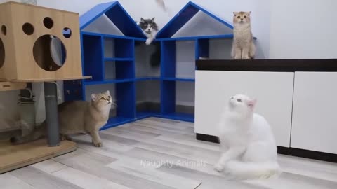 Những Động Vật Hài Hước Nhất 🤣😅 Video Chó Mèo Hài Hước Mới 😸🐶 Phần 2