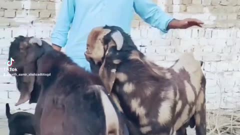 Goats Sargodha Breed Beetal