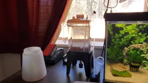 Aquarium CooP brine shrimp hatchery review