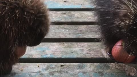 Porcupines Munch on Apples