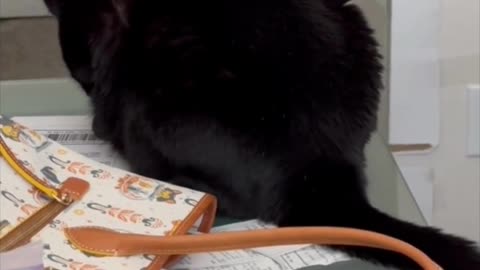 Adopting a Cat from a Shelter Vlog - Cute Precious Piper is a Fuzzy Black Paperweight #shorts