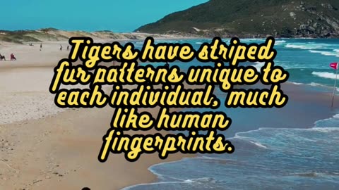 Animal Facts. Tigers #shorts