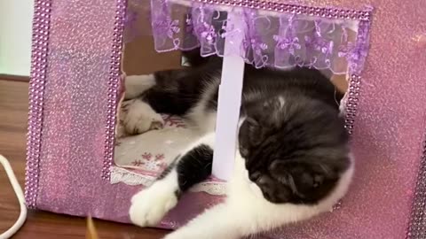 Coco and his little house!😊 _ Chef Cat Daily Life #tiktok #shorts #cat #pet #house