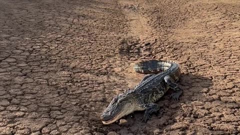 American Alligator Basking In Morning Sun