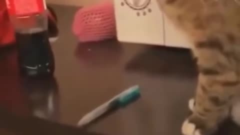 Most Satisfying Funny Cat Video 😂😂😂