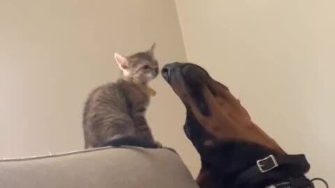 Funny Cat And Dog Video