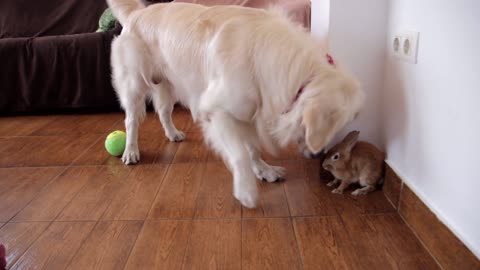 Dog Wants to Play with Rabbit