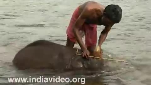 Baby Elephant Bathing At Kodanad Training Centre