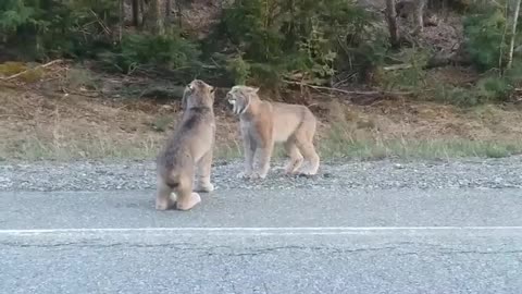 Two Lynx Cats Scream at Each Other