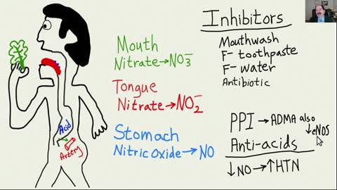 Nitric Oxide, why is absorption a big deal for health?