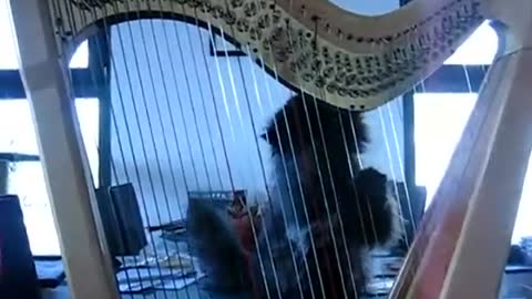 Cat musician