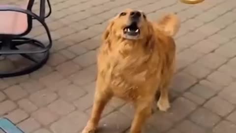 Funniest Cats And Dogs Videos 😁 - Best Funny Animal Videos 2023 🥰