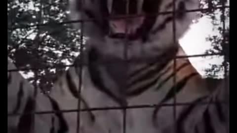 The tiger looked so fierce that it scared me when it stood up